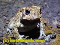 /home//u458753944/public_html/sourcegallery//McKaig Nature Center/2020-10-11/PA110704.JPG